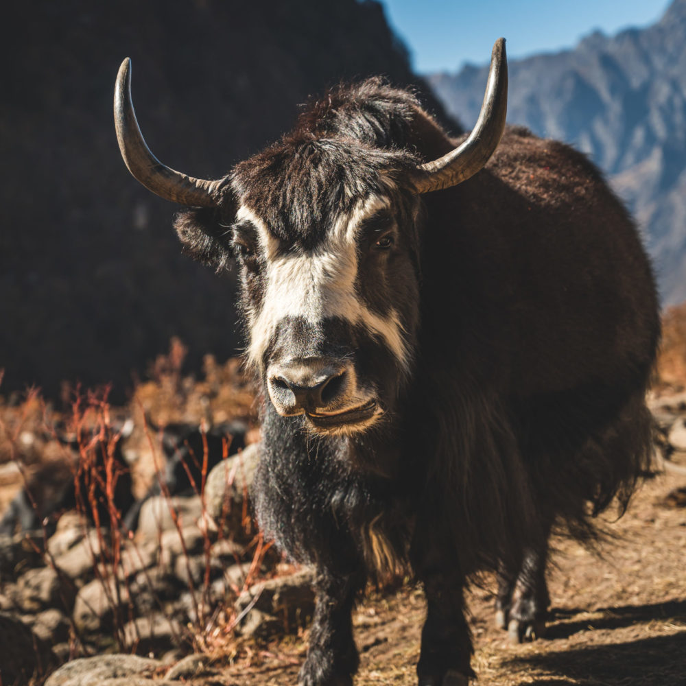 parc national du langtang